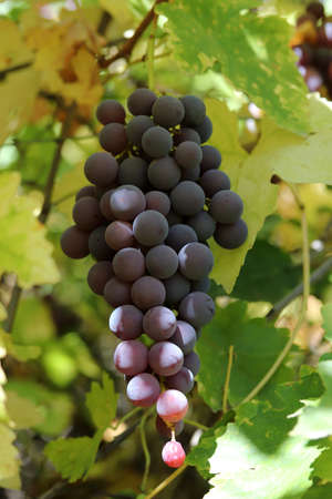 Ripe yellow grapes on the branch of the vine