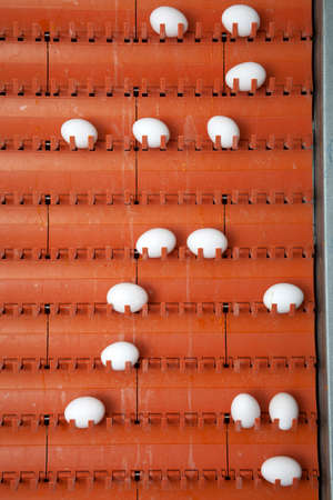 fresh chicken eggs on the conveyor beltの写真素材