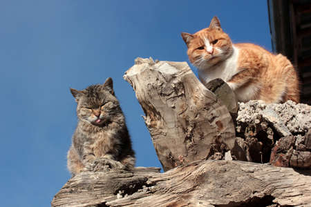 cute cats standing on the tree