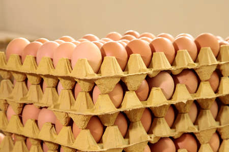 Fresh eggs in the egg factory. Egg factory industry.