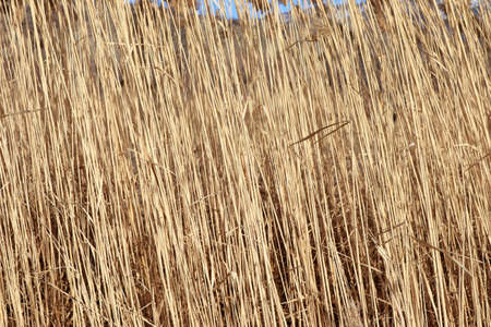 Close-up of stalks of dry grass for use as background or texture