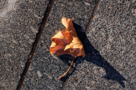autumn leaf on wet pavement