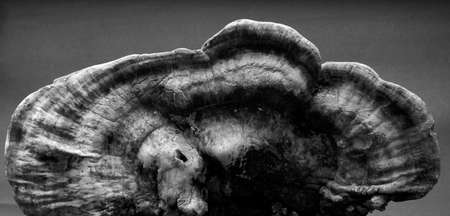 large tree fungus. Mushroom studio shoot.の写真素材