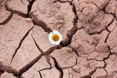 dry soil with daisy flowerの写真素材