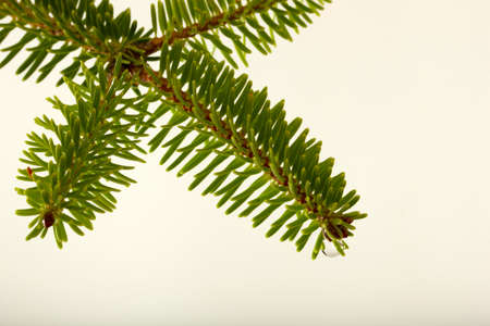 pine branch isolated on white backgroundの写真素材