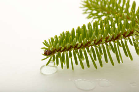 pine branch isolated on white backgroundの写真素材