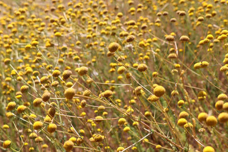 yellow flowers in the field