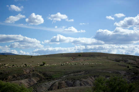 flock of sheep spreading in nature