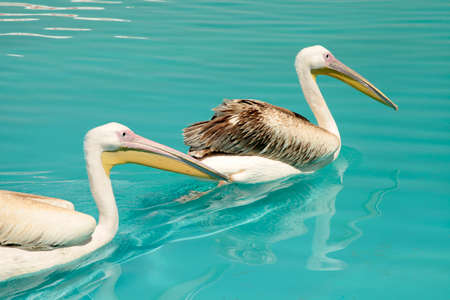 pelican birds swimming in the poolの写真素材