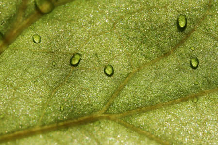 water drops on green leaf