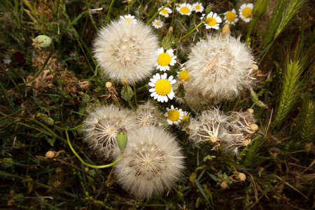 Dandelion seeds and daisies. nature background