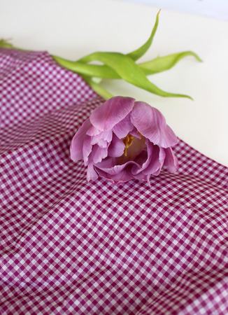 Tuple to Karo - purpleの写真素材