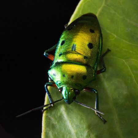 Nanahosikincamemsciの写真素材