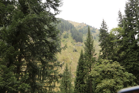 Forest in the mountains in the area of kashmirの写真素材