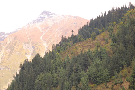 Trees on mountain under the cloudy skyの写真素材