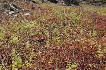 Mountains in autumn with brown and reddish grass under cloudy skyの写真素材