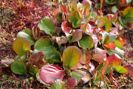 Closeup view of Kutki herbs in Kashmirの写真素材