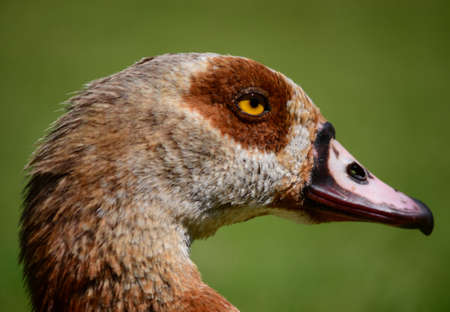 Egyptian Goose loking at the cameraの写真素材