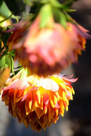 Two flowers danglingの写真素材