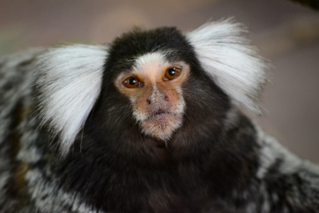 Marmoset looking into the cameraの写真素材