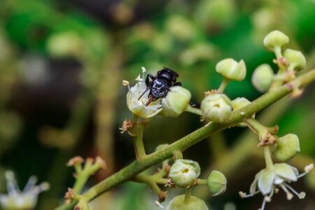 macro close up of a female stingless honey bee on leafs and flowers, a summer and sunny dayの写真素材