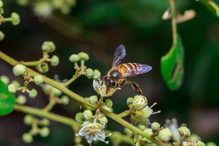 macro close up of a female stingless honey bee on leafs and flowers, a summer and sunny dayの写真素材