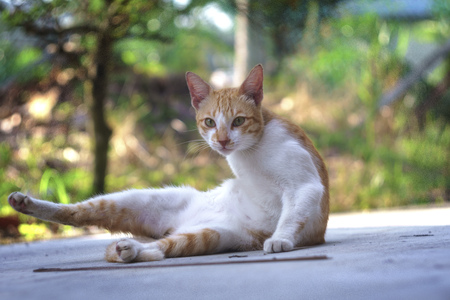 Cuteness of male cat portrait funny posing, isolated with blurred nature background.の写真素材