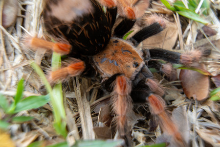 Mexican Fireleg (Brachypelma boehmei) the beautiful tarantula stays on ground and grass, nature background. Selective focus.の写真素材