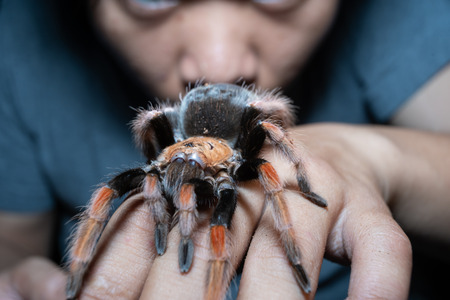 Mexican Fireleg tarantula(Brachypelma Boehmei) with blurred human face. Selective Focus.の写真素材