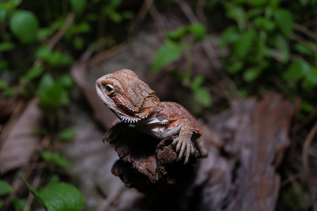 Pogona or also known as bearded dragon stays on cork woods with green nature background at night.の写真素材