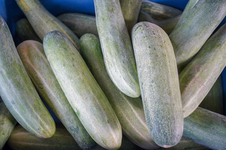 fresh cucumberの写真素材