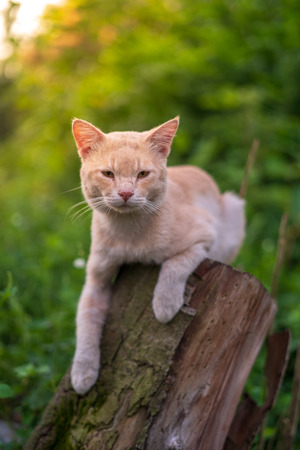 Close up portrait of cute and adorable cat sitting on wood with beautiful sunrise scenery in wild forest.の写真素材