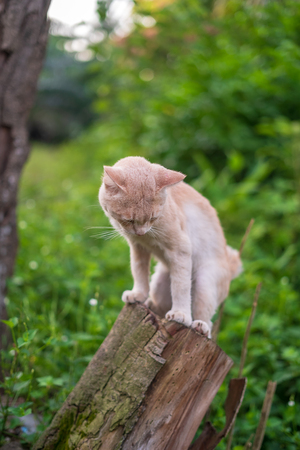 Close up portrait of cute and adorable cat sitting on wood with beautiful sunrise scenery in wild forest.の写真素材