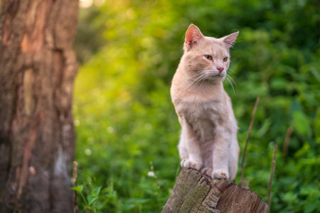 Close up portrait of cute and adorable cat sitting on wood with beautiful sunrise scenery in wild forest.の写真素材