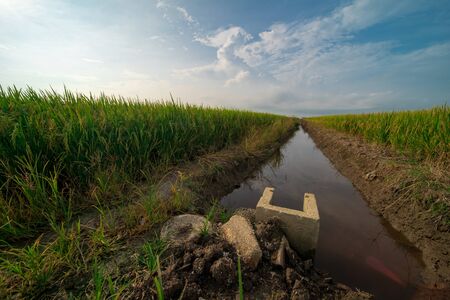 Water of trench system at paddy field, meadow, nature landscape view, harvest seasons with beautiful blue sky. Agricultural, industrial and tourism sector in Selangorの写真素材