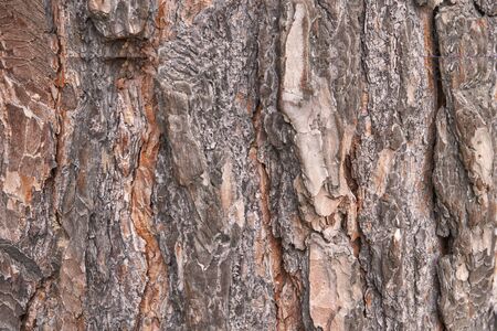 pine bark texture. natural view of the forest.の写真素材