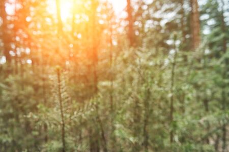 background blur Natural wooden front view. Spring forest concept. Sunrise in woodland spring background. backlight Design transformation of space. peaceful daylight wallpaper.の写真素材
