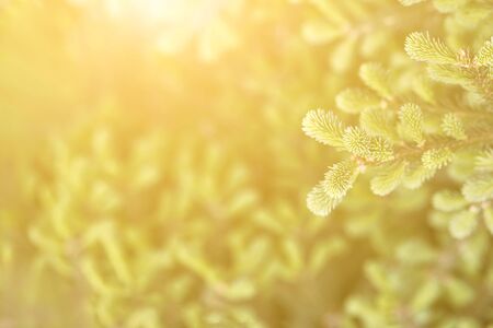 Coniferous forest backlight natural eco view. Zero waste concept. forest solutions at room. Pine and Branches with sunlight. Design transformation of space. Top view horizontal banner.の写真素材
