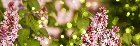 lilac flower and green leaf. natural eco view. Branches sunlight. fresh nature beautiful in landscape with bokeh lights. Front viewの写真素材