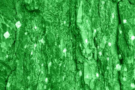 green pine bark texture. natural view of the forest.の写真素材