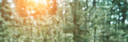 background blur forest view. tree out of focus.の写真素材