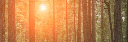 coniferous forrest backlight natural view of the forestの写真素材
