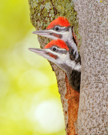 Two baby Pileated Woodpecker chicks with their heads sticking out of the nest.の写真素材