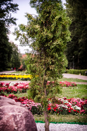 Beautiful park with blooming flowers and green trees in summer.の写真素材