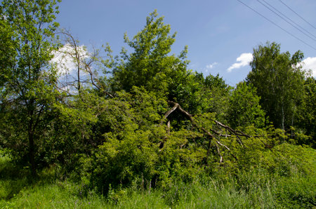 Old broken tree on the background of green grass and blue sky.の写真素材