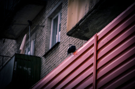 Hooded crow on a pink wall in the city. toned.の写真素材