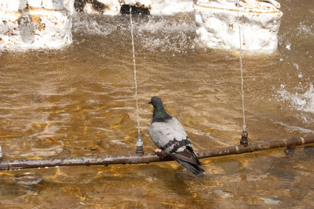 Pigeon on a fountain in the city of Bronnici, Russiaの写真素材