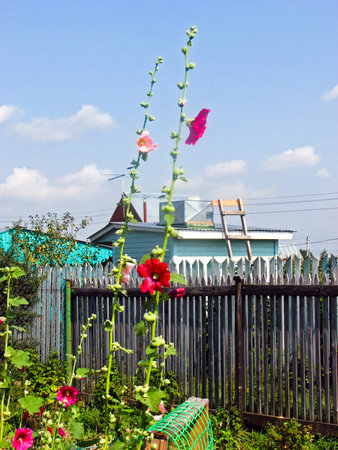 Hollyhock flowers in the garden with fence on background.の写真素材