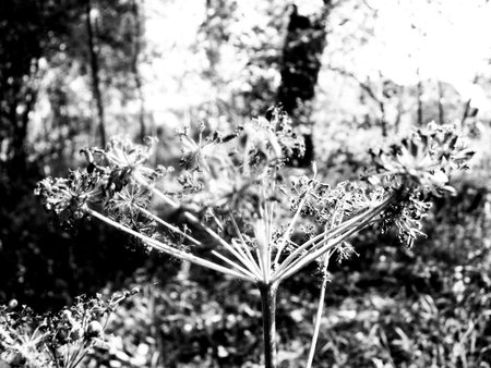 Black and white photo of blooming fennel in the garden.