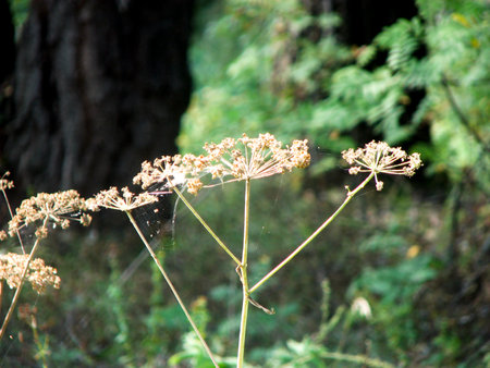 Fennel plant in the wild, close-up, macro